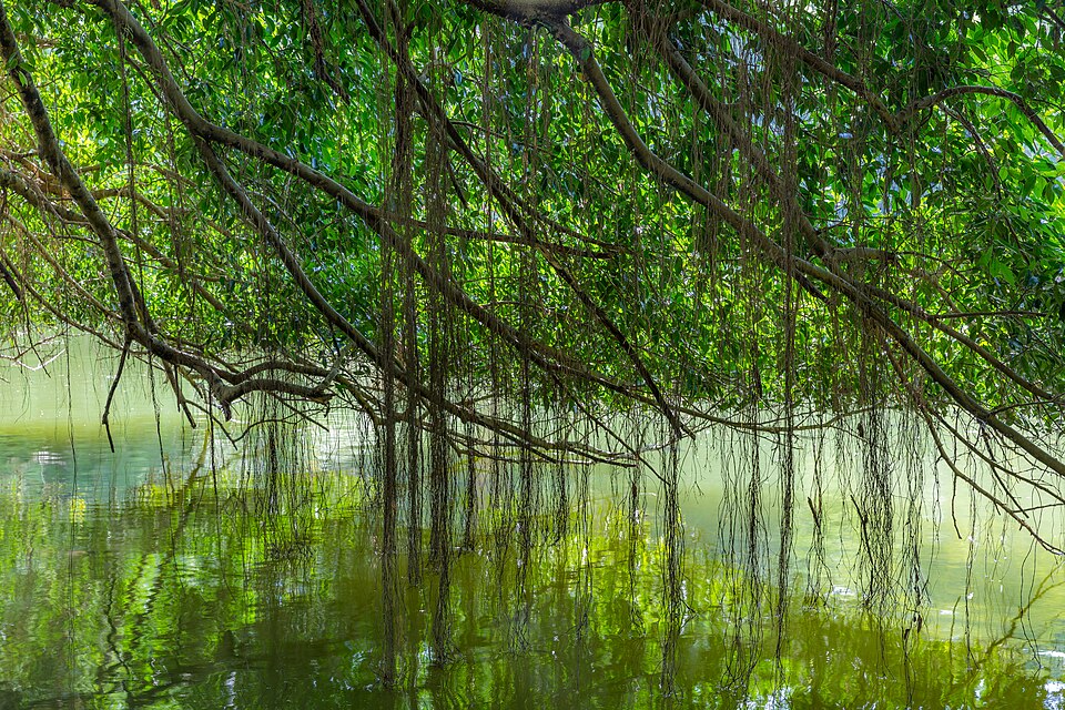 Visit the Botanic Gardens — Singapore