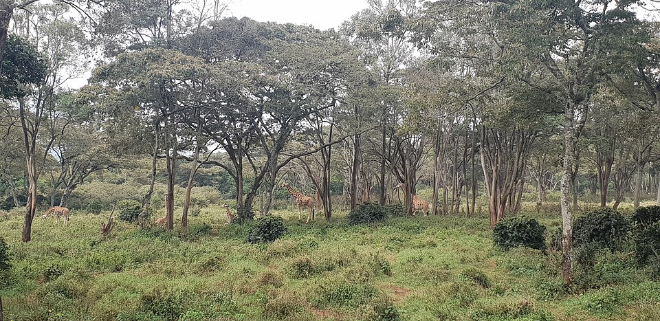 Giraffe Centre and Karen area — Nairobi