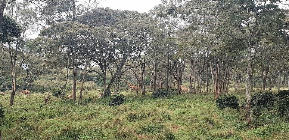 Giraffe Centre and Karen area — Nairobi