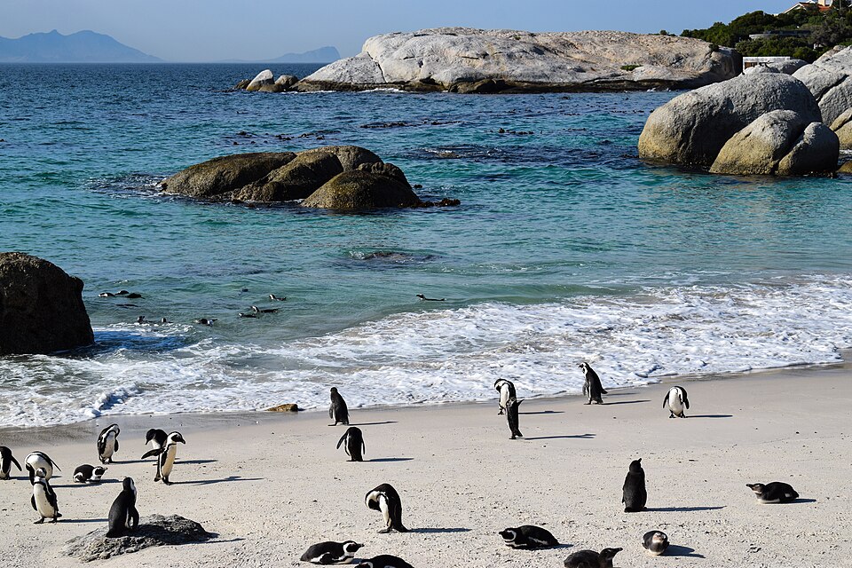 Boulders Beach penguins — Cape Town