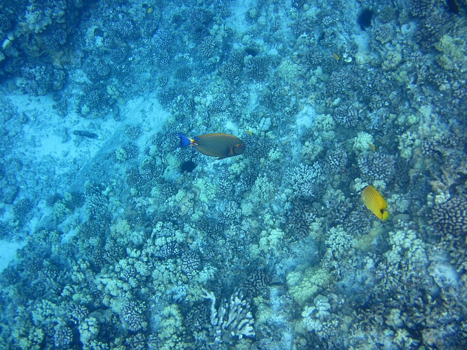 Snorkeling by conditions — Maui