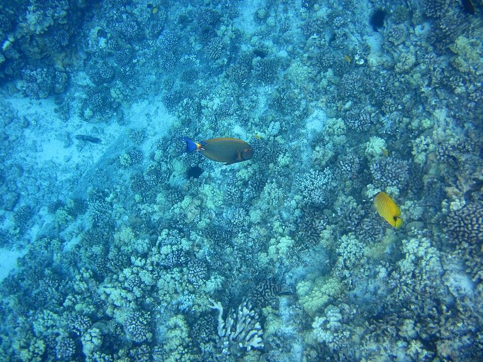 Snorkeling by conditions — Maui