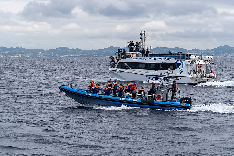 Go whale watching — Azores
