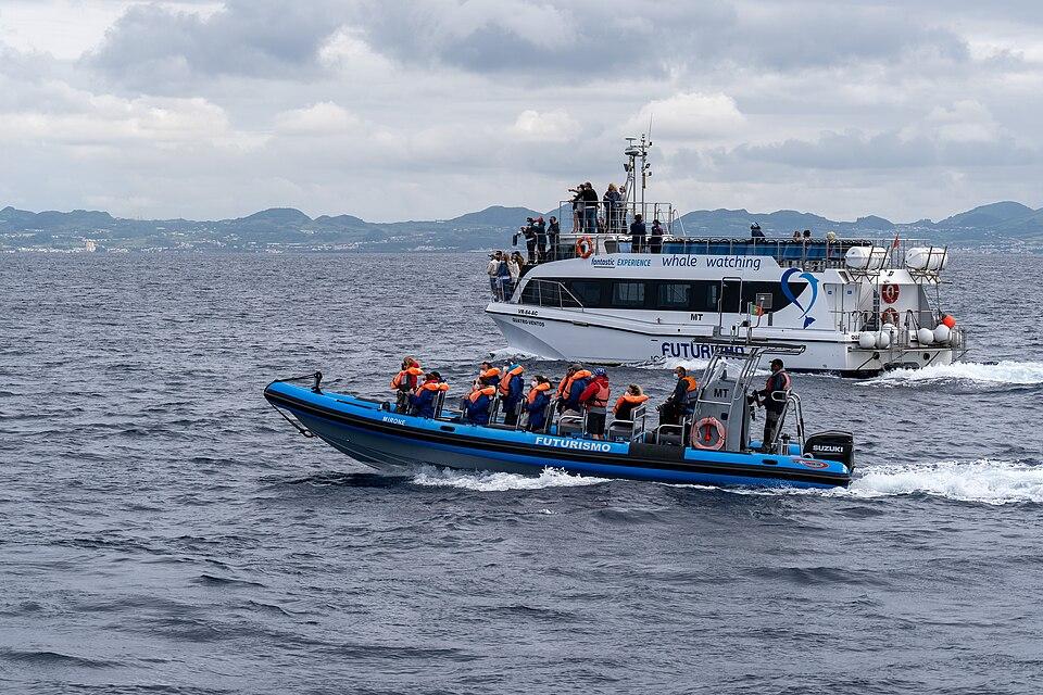 Go whale watching — Azores